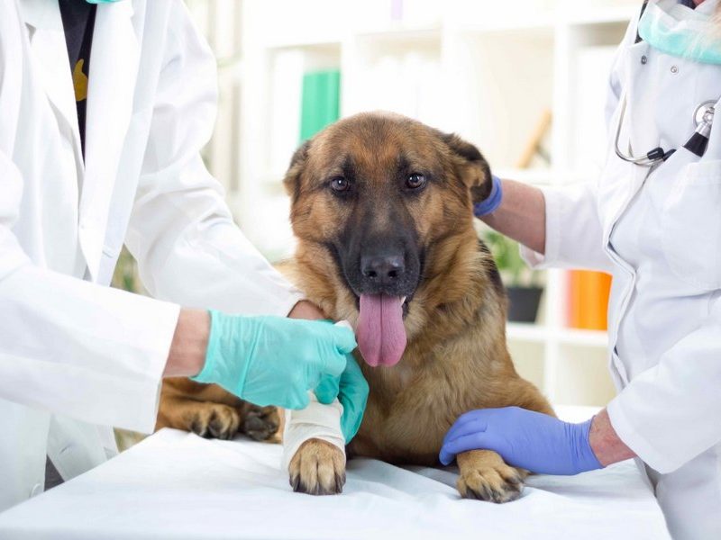 The Evolution of Veterinary Diagnostic Testing