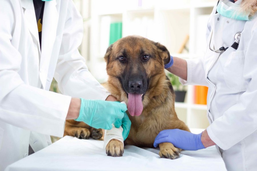 The Evolution of Veterinary Diagnostic Testing